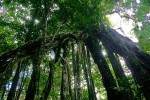 Ficus rokko