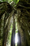 Ficus rokko