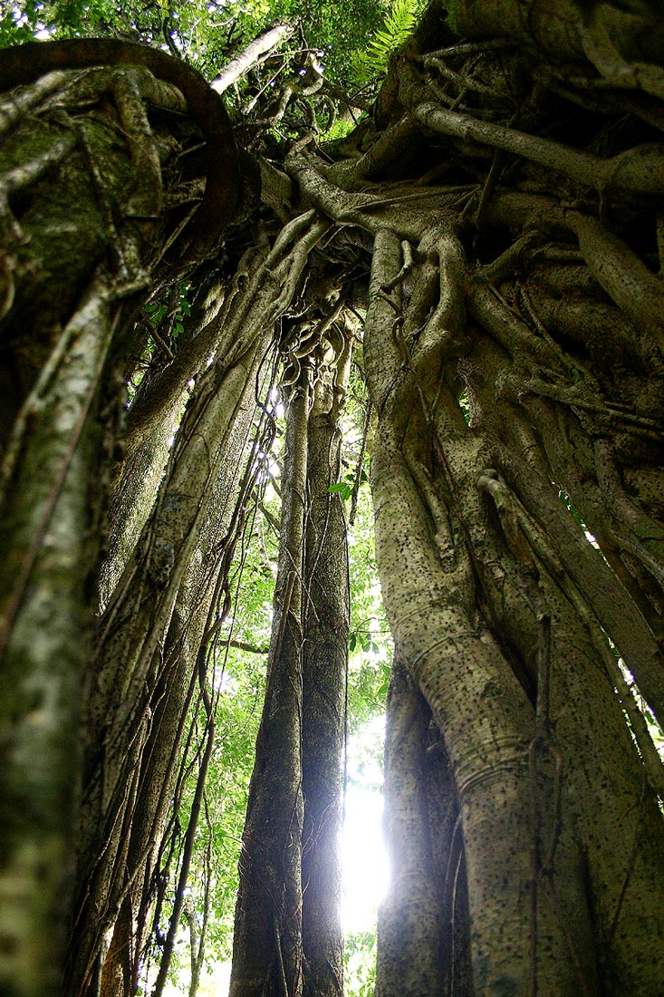 Ficus rokko