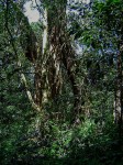 Ficus rokko