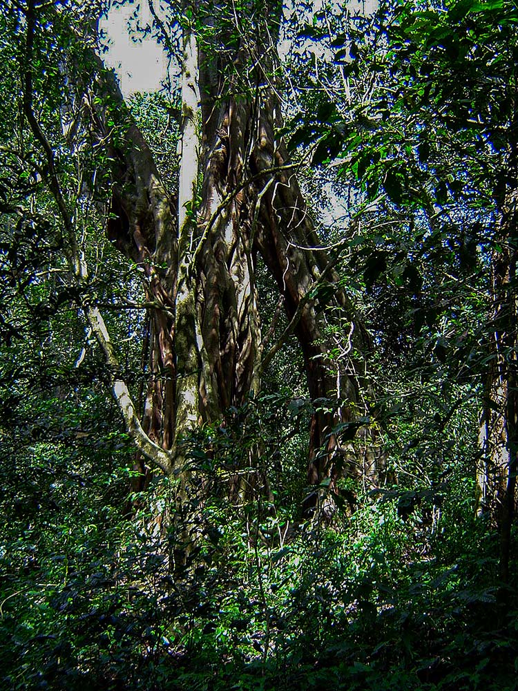 Ficus rokko