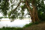 Ficus sycomorus subsp. sycomorus