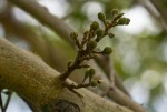 Ficus sycomorus subsp. sycomorus