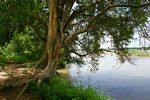 Ficus sycomorus subsp. sycomorus