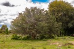 Ficus sycomorus subsp. sycomorus