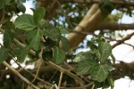 Ficus sycomorus subsp. sycomorus
