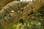 Ficus sycomorus subsp. sycomorus