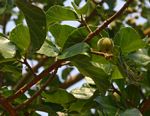 Ficus sycomorus subsp. gnaphalocarpa
