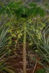 Carica papaya