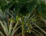 Carica papaya
