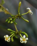 Carica papaya
