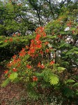 Delonix regia