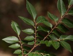 Ulmus parvifolia