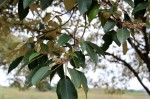 Croton megalocarpus