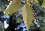 Croton megalocarpus