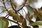 Croton megalocarpus