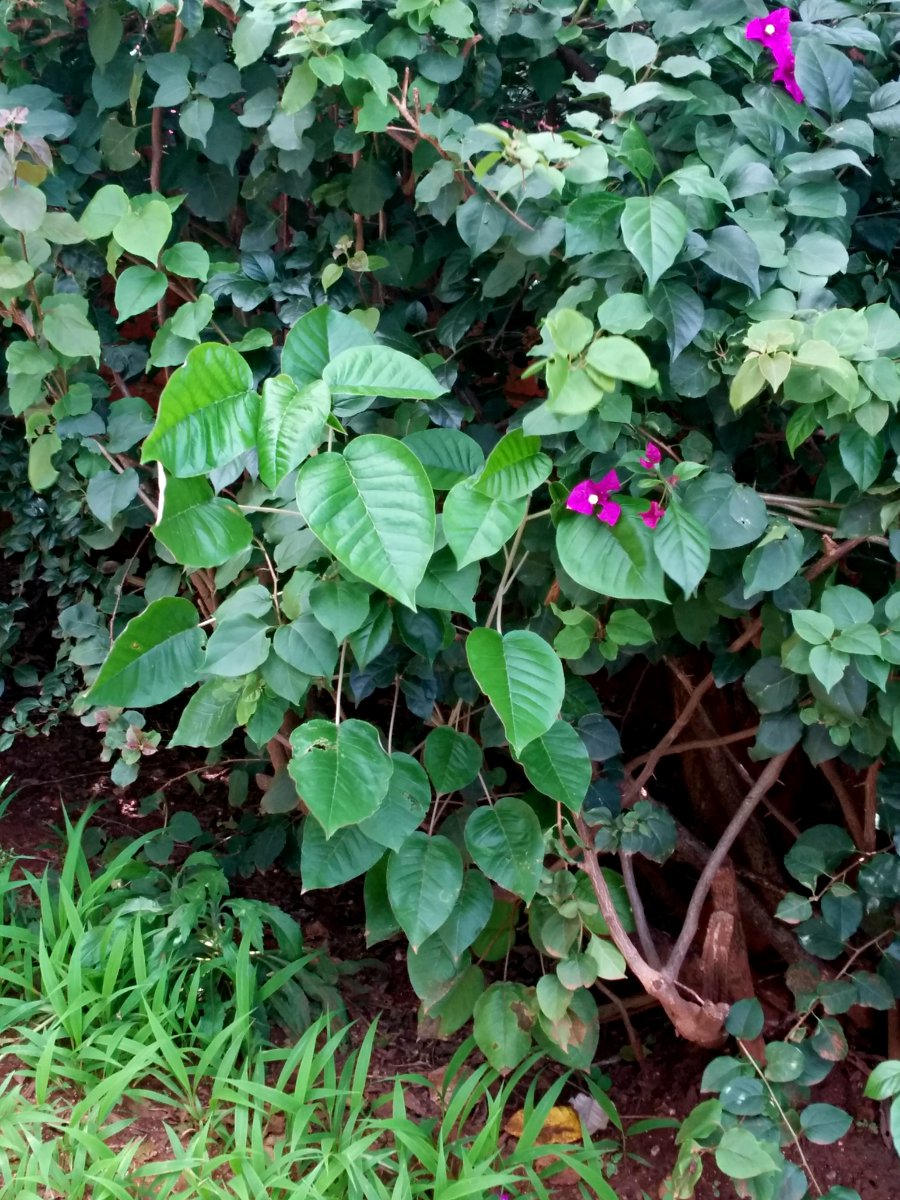 Croton megalocarpus