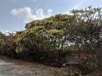 Croton megalocarpus