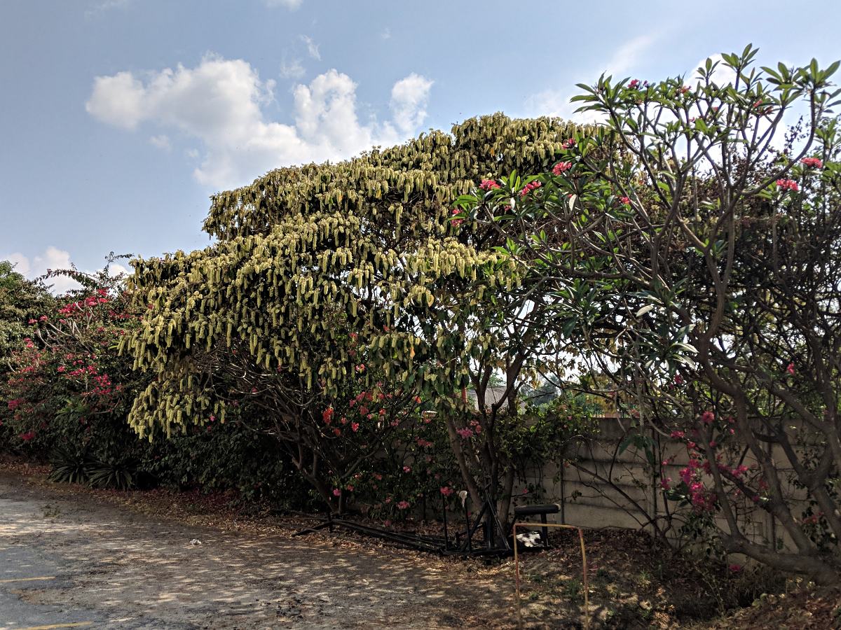 Croton megalocarpus