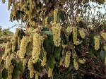 Croton megalocarpus