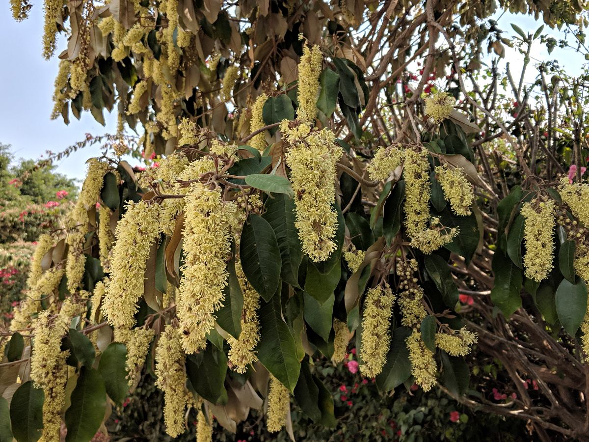 Croton megalocarpus