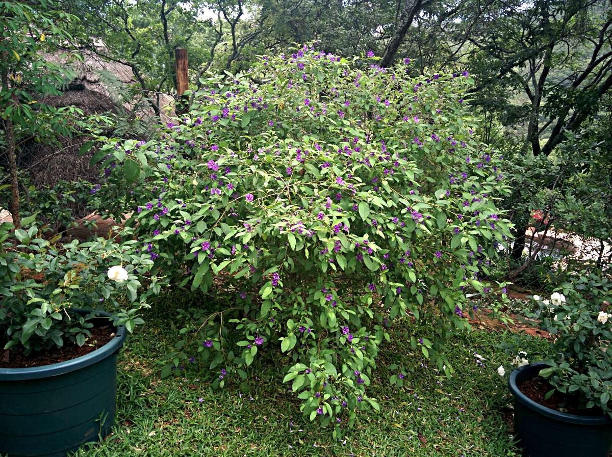 Lycianthes rantonnetii
