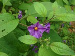 Lycianthes rantonnetii