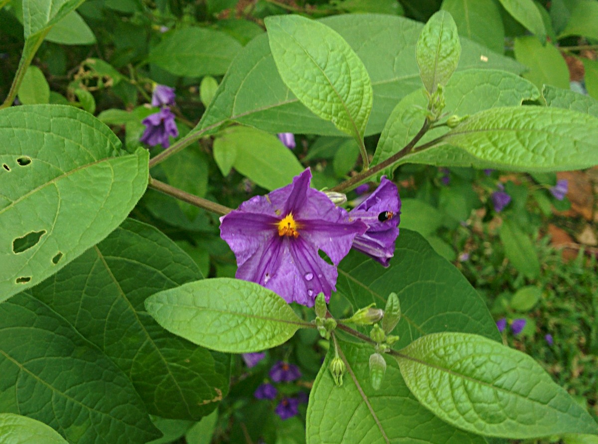 Lycianthes rantonnetii