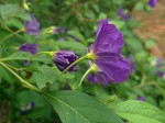 Lycianthes rantonnetii