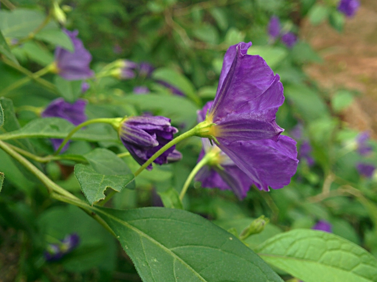 Lycianthes rantonnetii