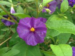 Lycianthes rantonnetii