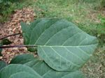 Datura metel