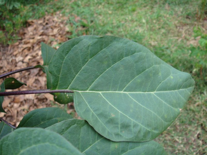 Datura metel