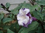 Datura metel