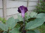 Datura metel