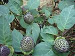 Datura metel