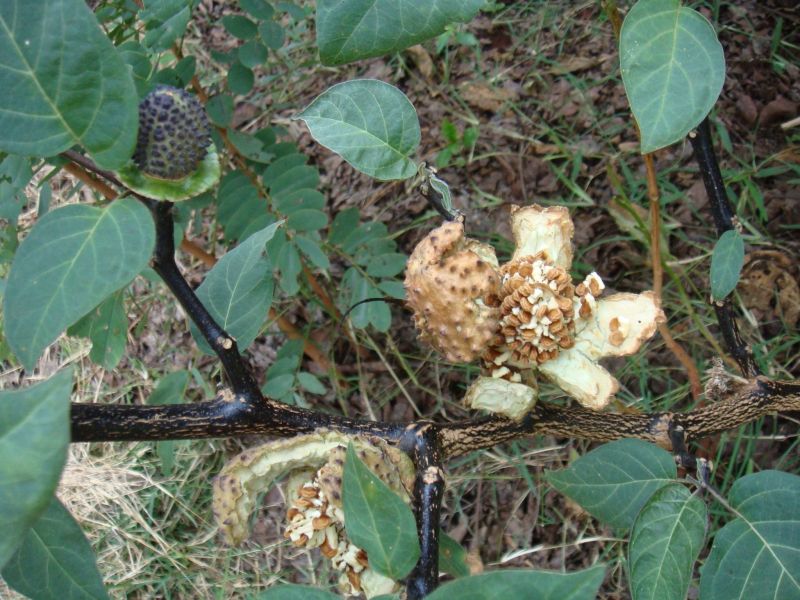 Datura metel