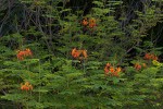 Caesalpinia pulcherrima
