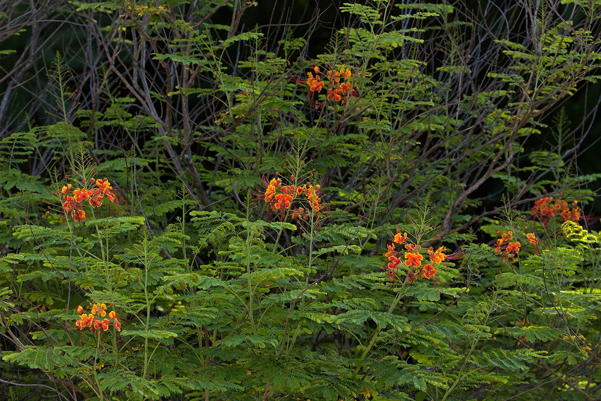Caesalpinia pulcherrima