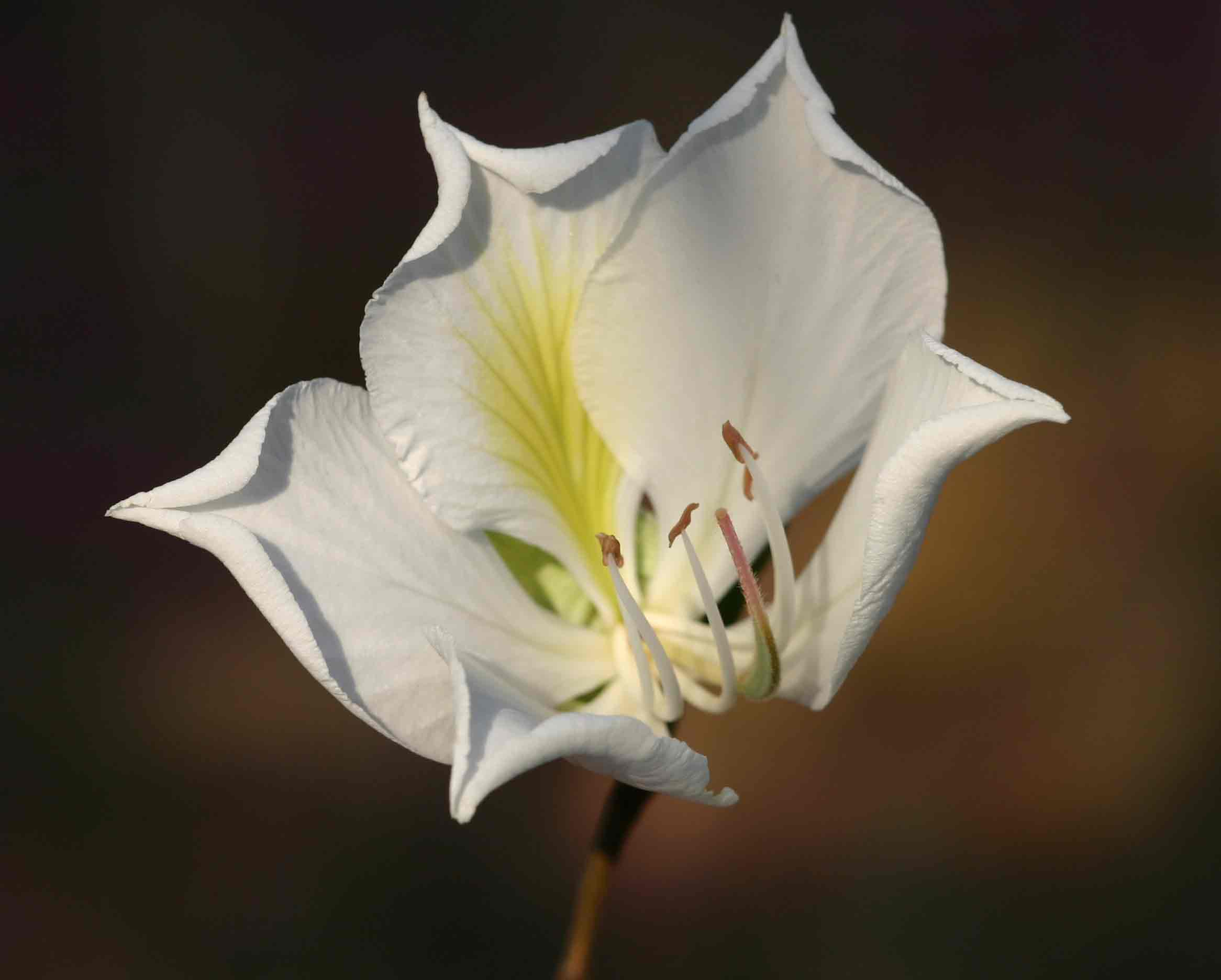 Bauhinia variegata var. candida