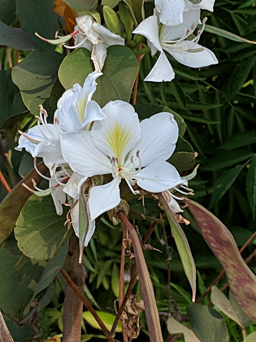 Bauhinia variegata var. candida