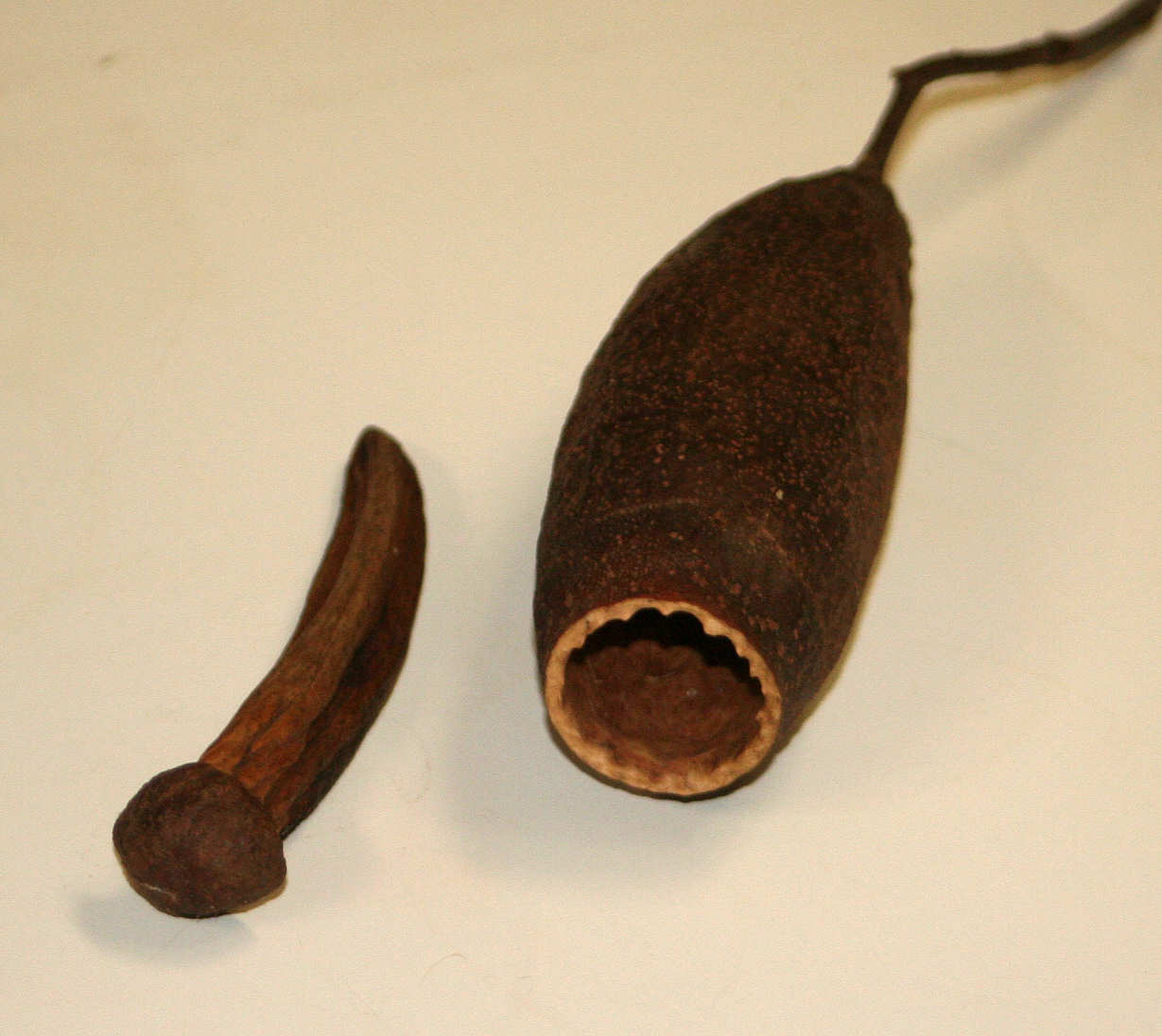Cariniana estrellensis