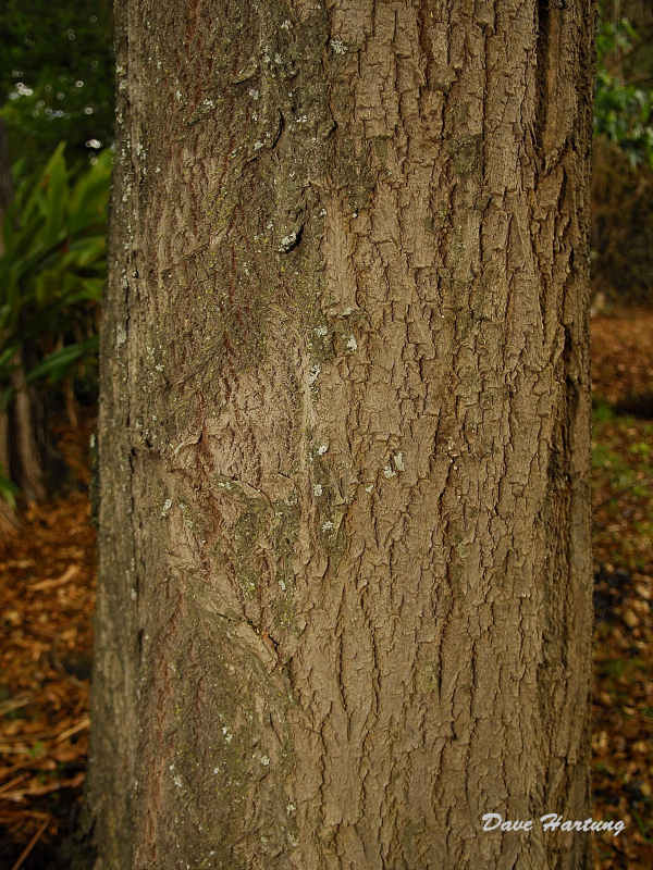 Cariniana estrellensis