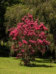 Lagerstroemia indica