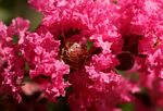 Lagerstroemia indica