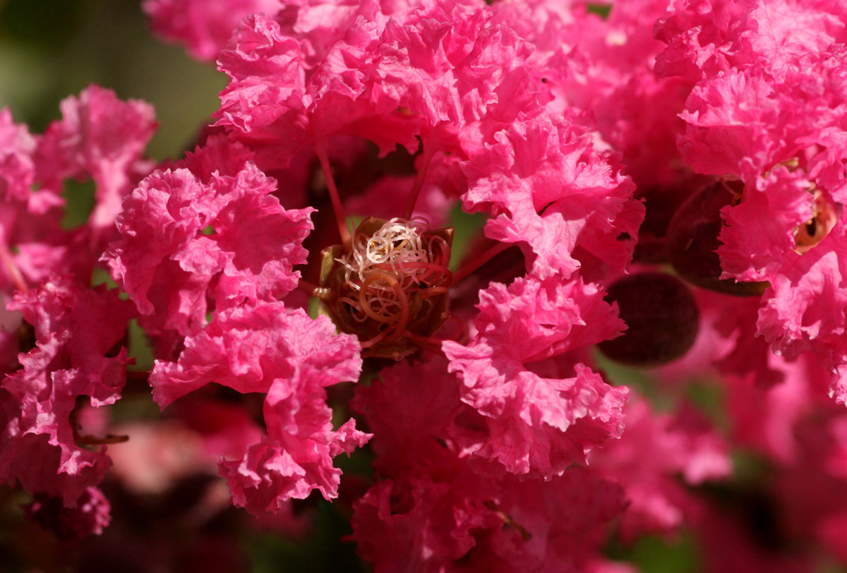 Lagerstroemia indica