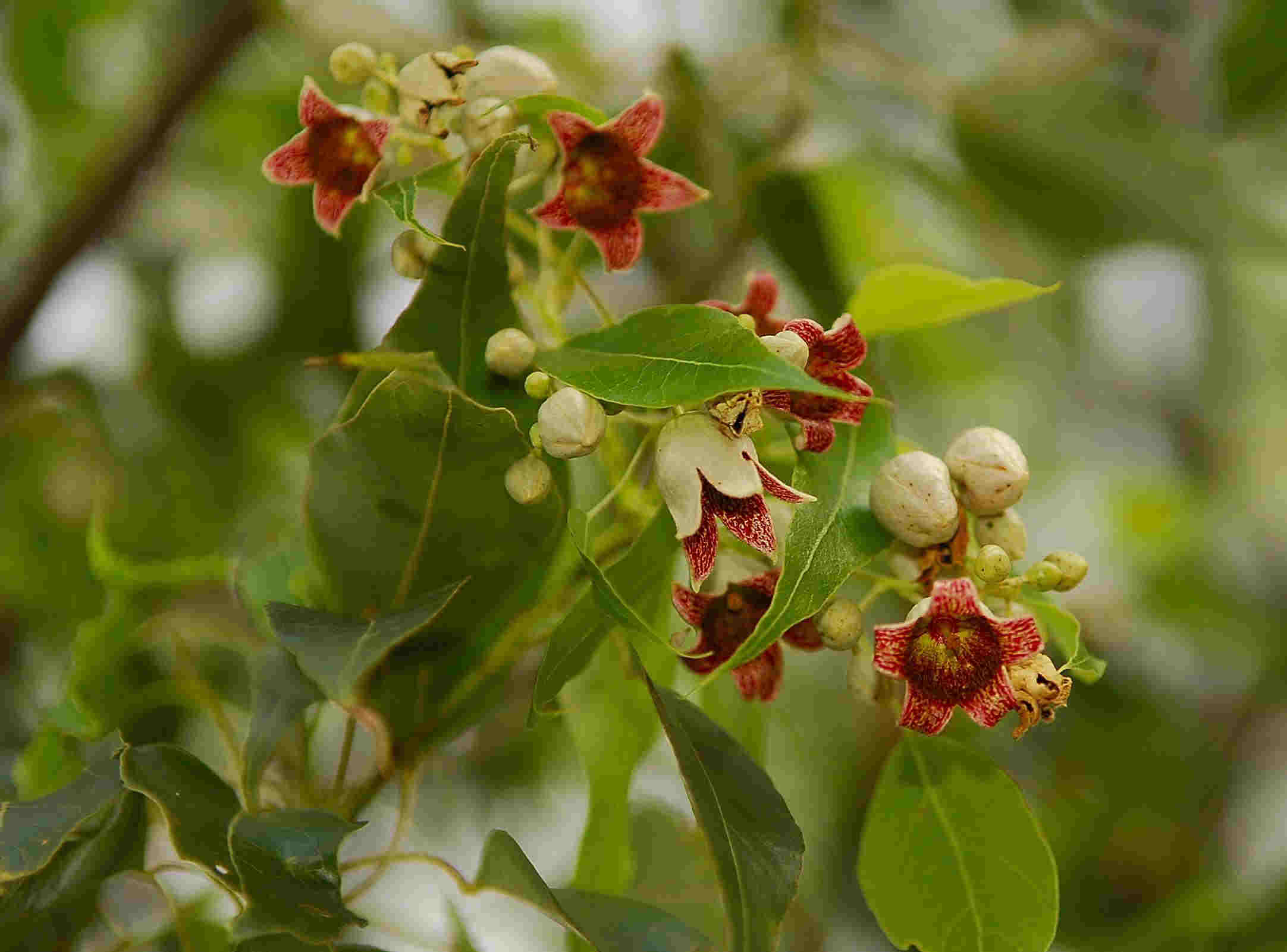 Brachychiton populneus