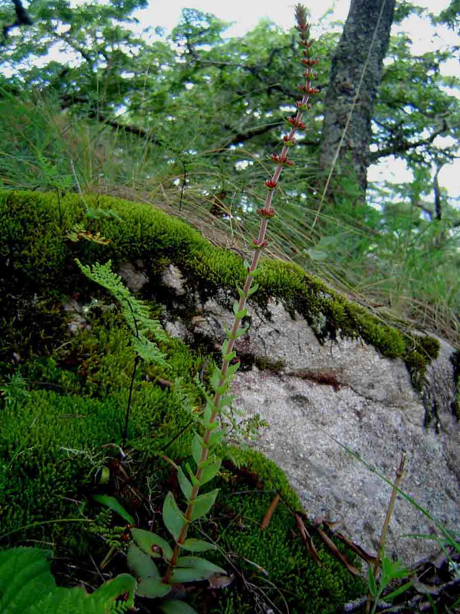 Crassula capitella subsp. nodulosa