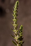 Crassula capitella subsp. nodulosa