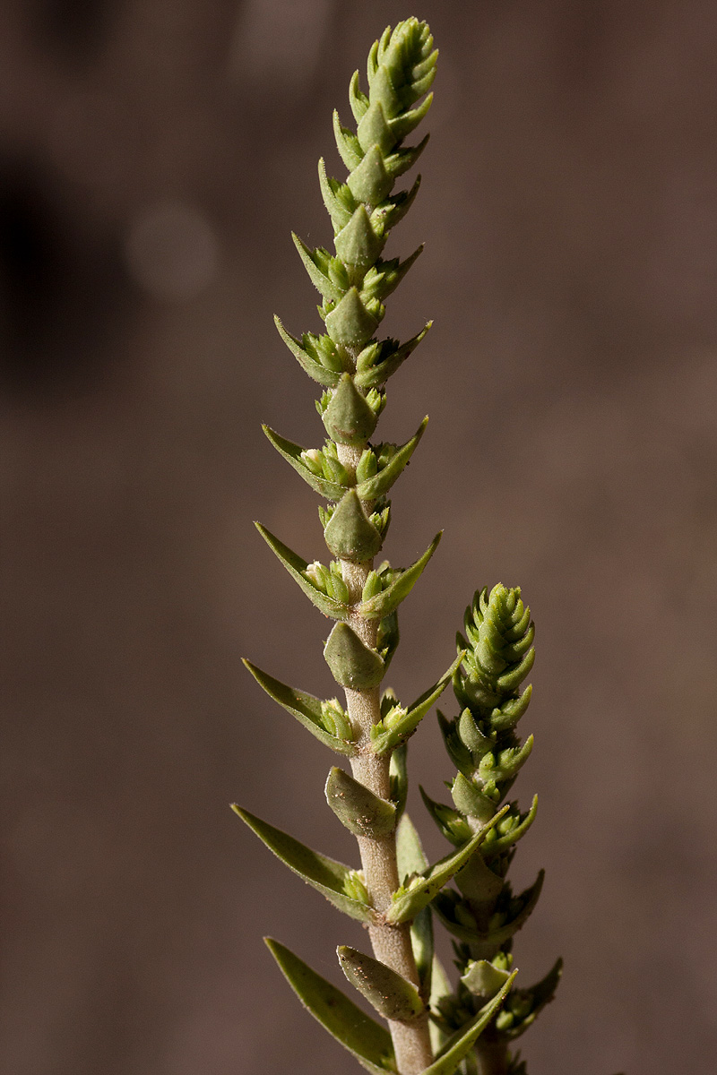 Crassula capitella subsp. nodulosa